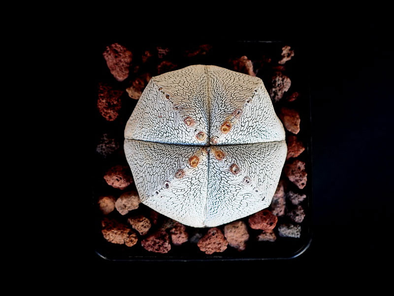 Astrophytum myriostigma cv Onzuka quadricostatum